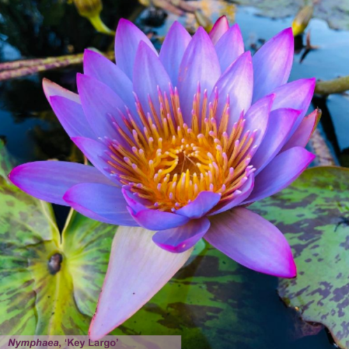 Dive into Waterlily Weekend in the Naples Botanical Garden